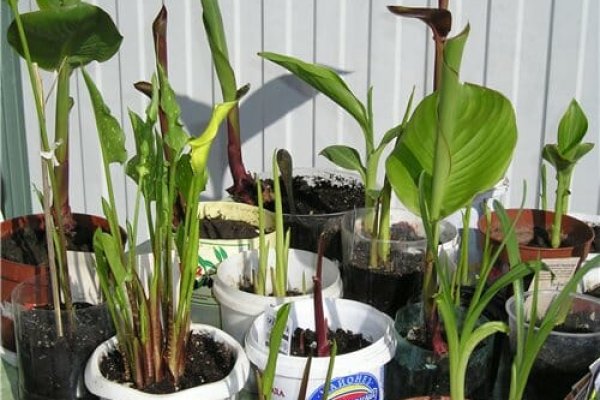 Кракен рабочая ссылка на официальный магазин