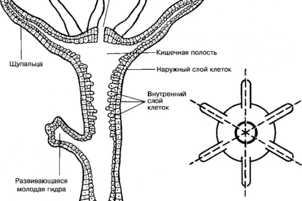 Кракен как попасть