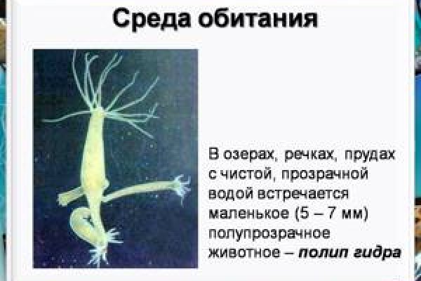 Какая ссылка у кракена